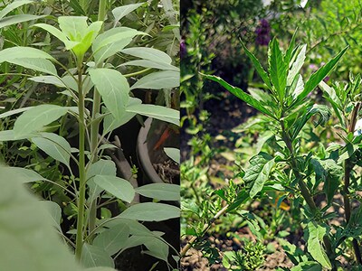 magic garden seeds frö