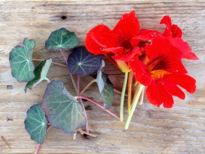 Siemenkokoelma - Syötävät Kukat