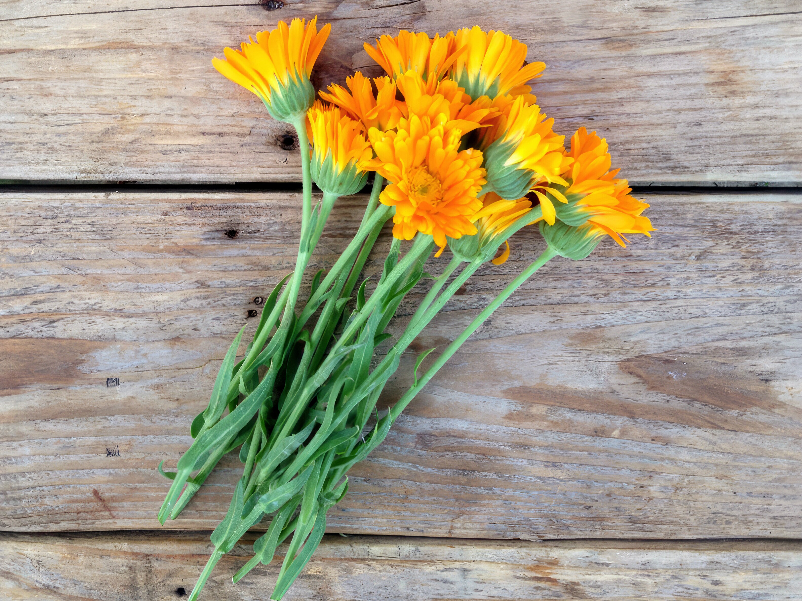 Frösamling - Ätbara Blommor