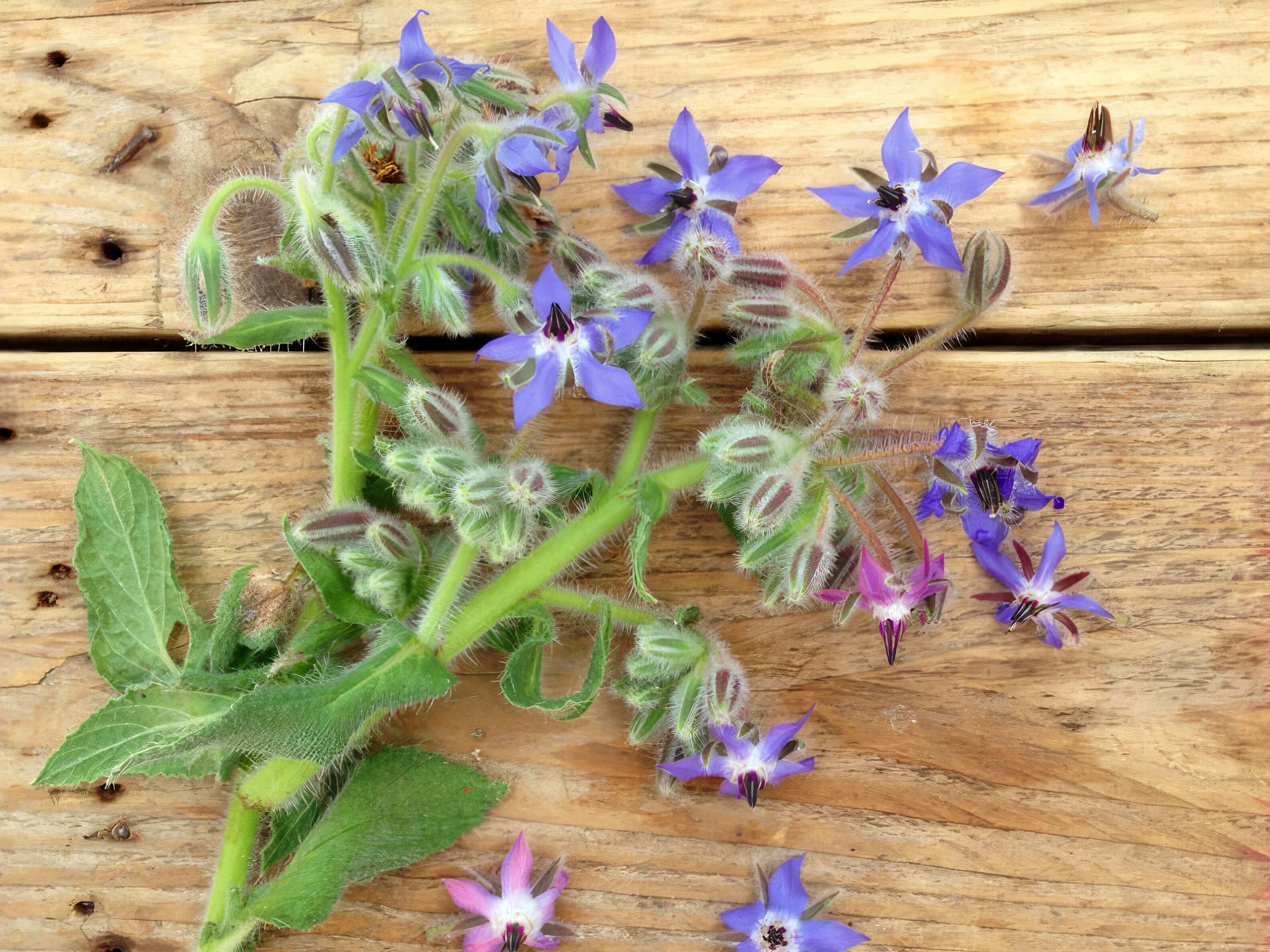 Frösamling - Ätbara Blommor
