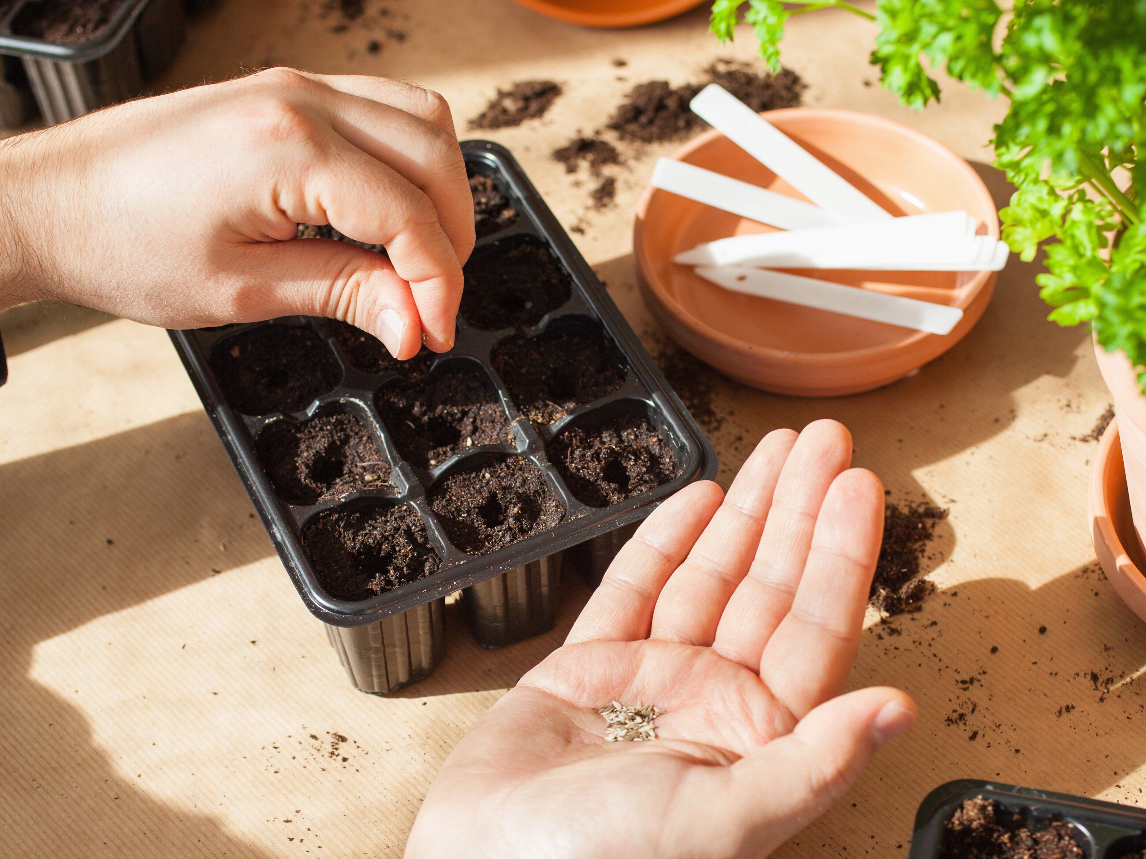 Frøsamling - Tomatsauce Deluxe