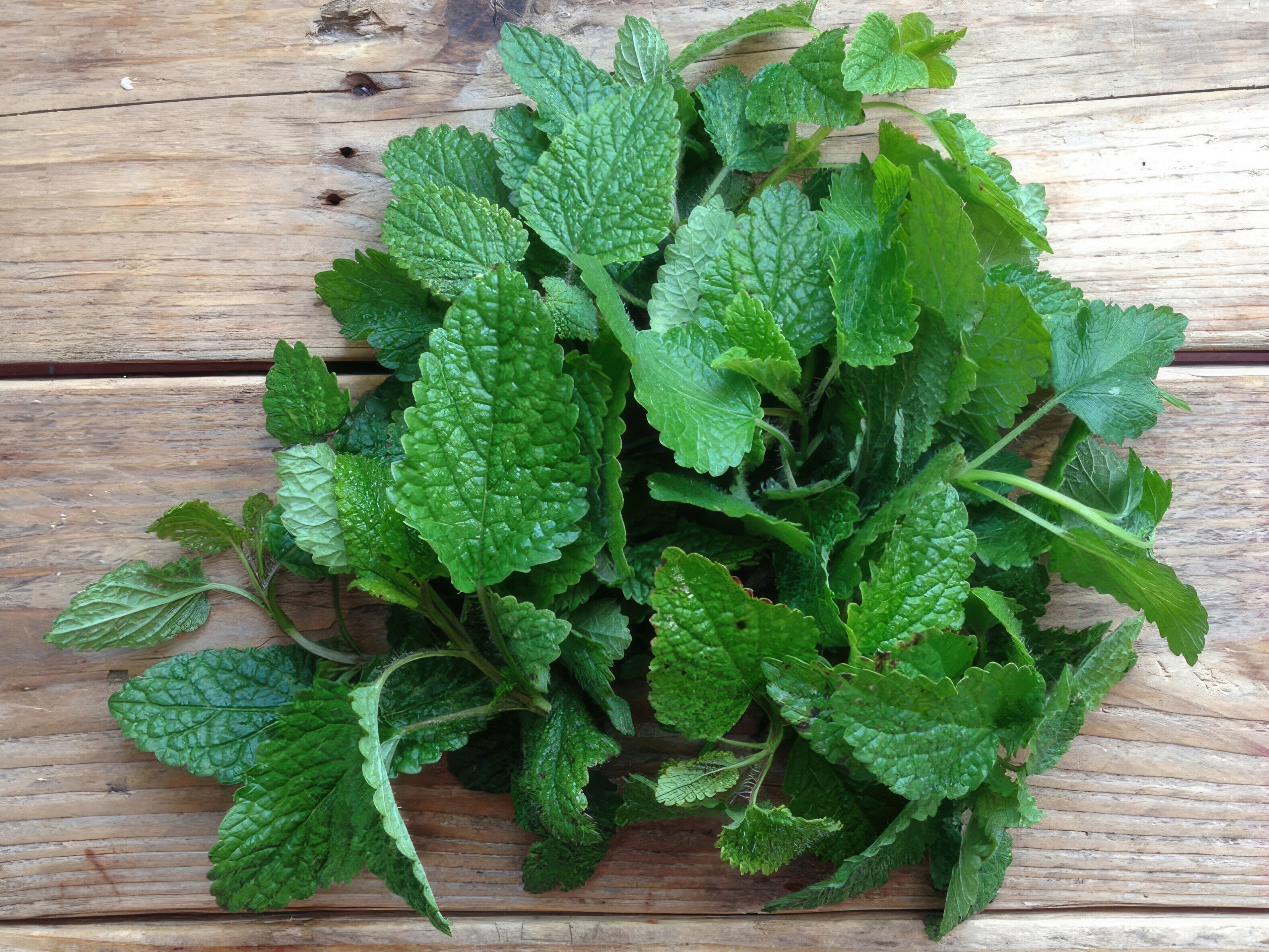 Frøsamling - Urtete