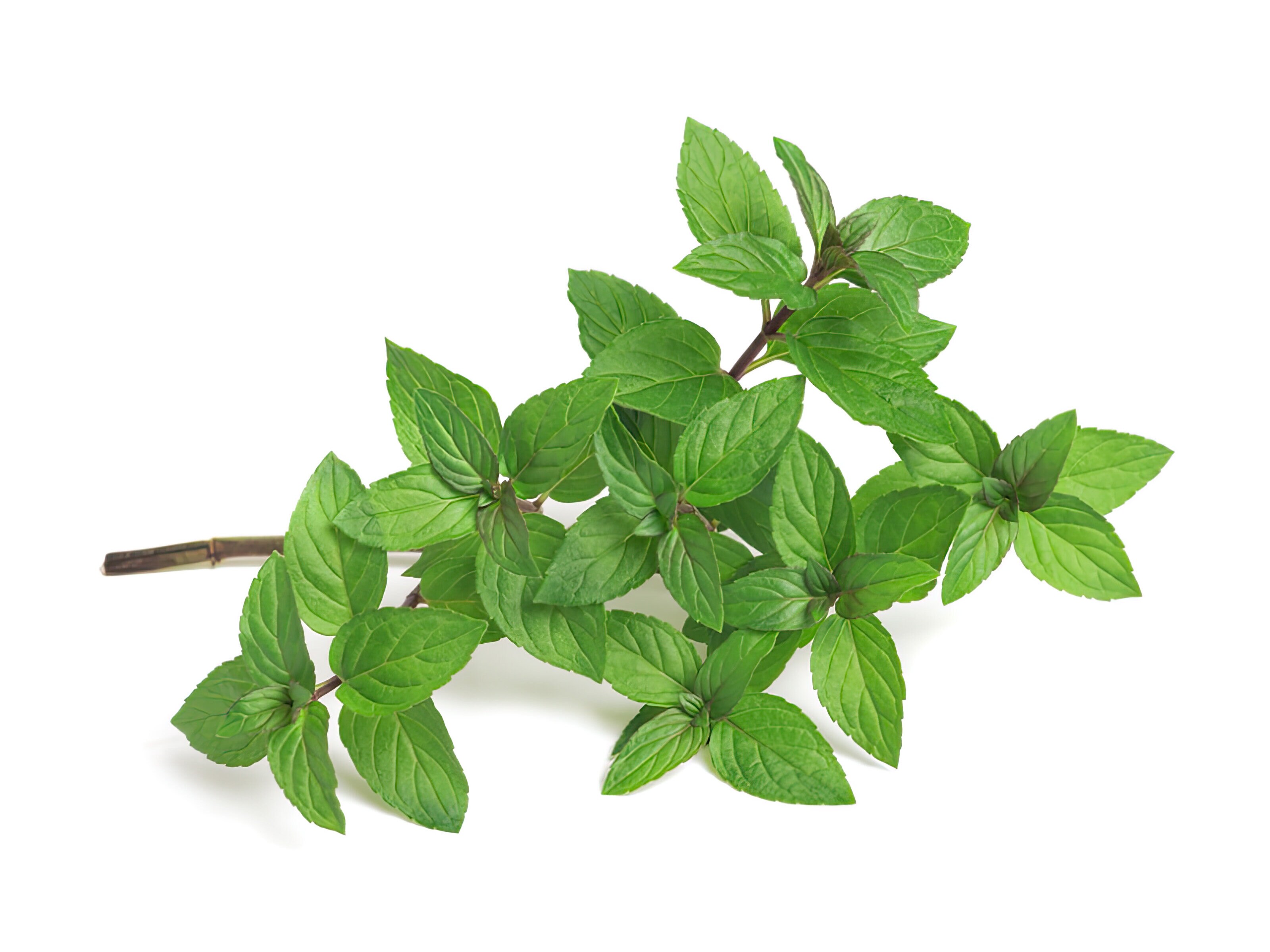 Frøsamling - Urtete