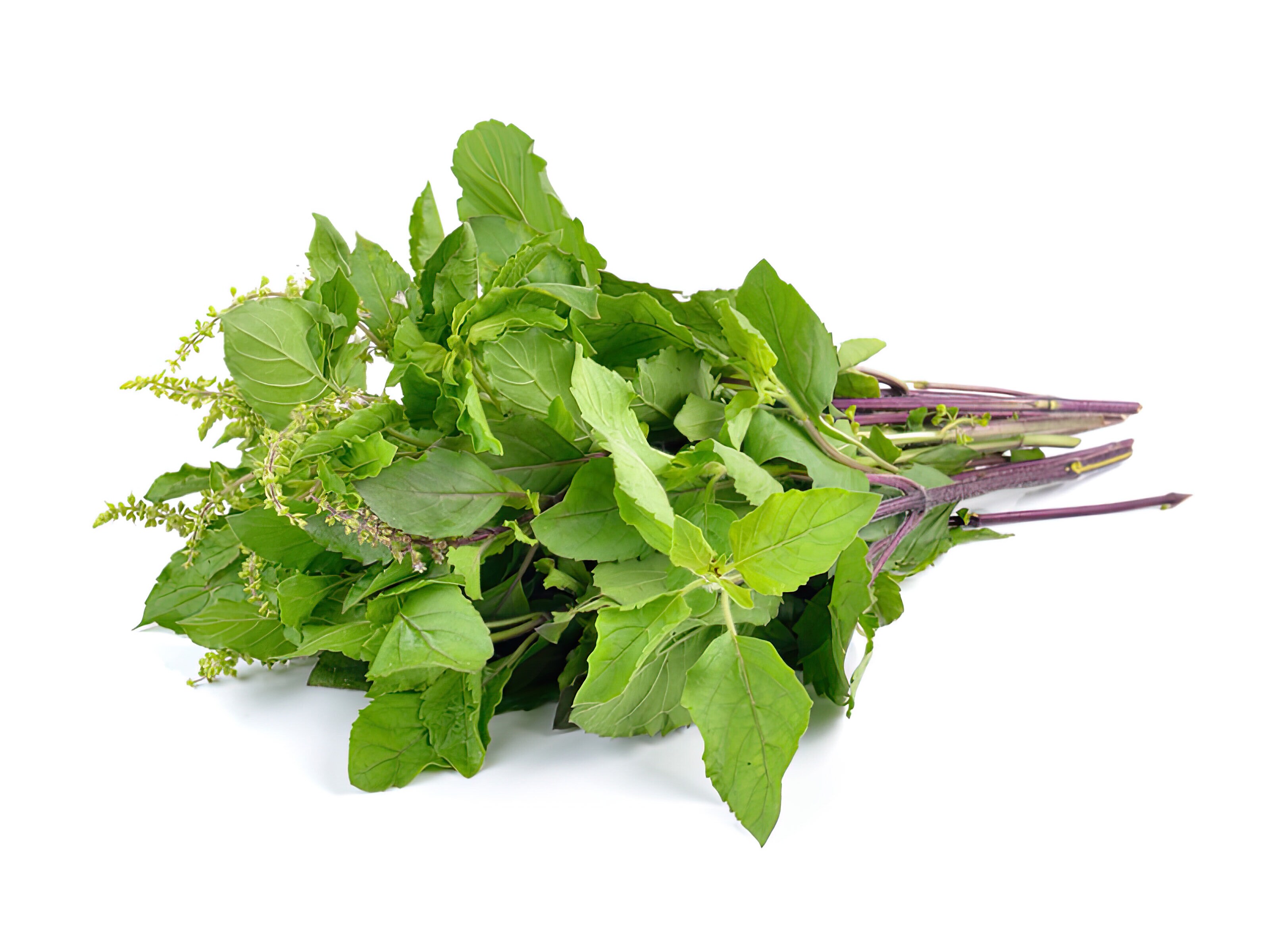 Frøsamling - Urtete