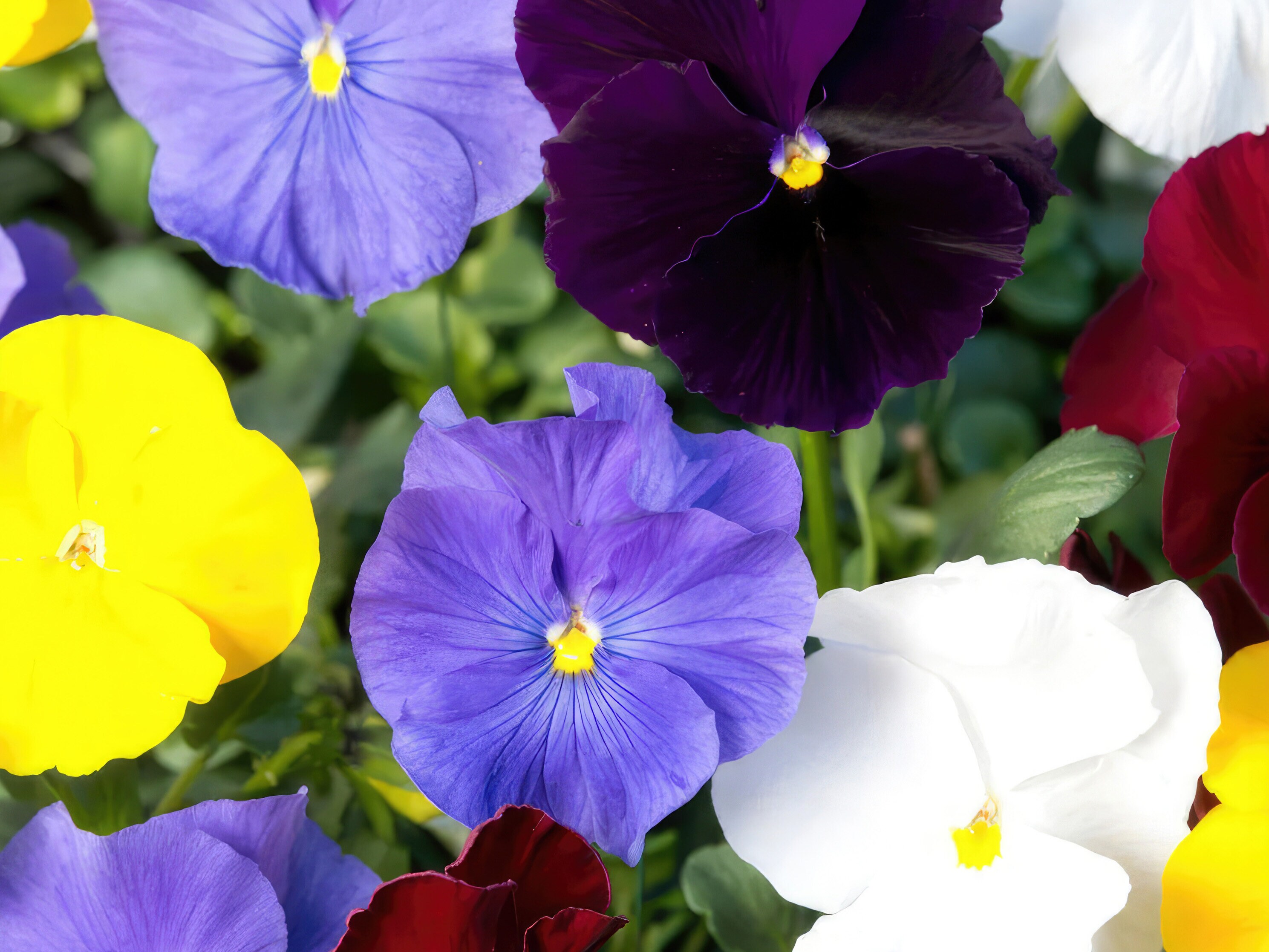 Frøsamling - Bag med blomster