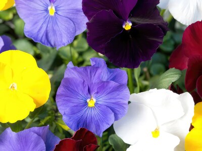 Saatgutsammlung - Backen mit Blumen
