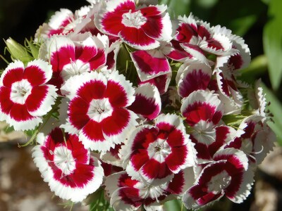 Saatgutsammlung - Backen mit Blumen