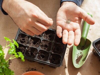 Saatgutsammlung - Backen mit Blumen