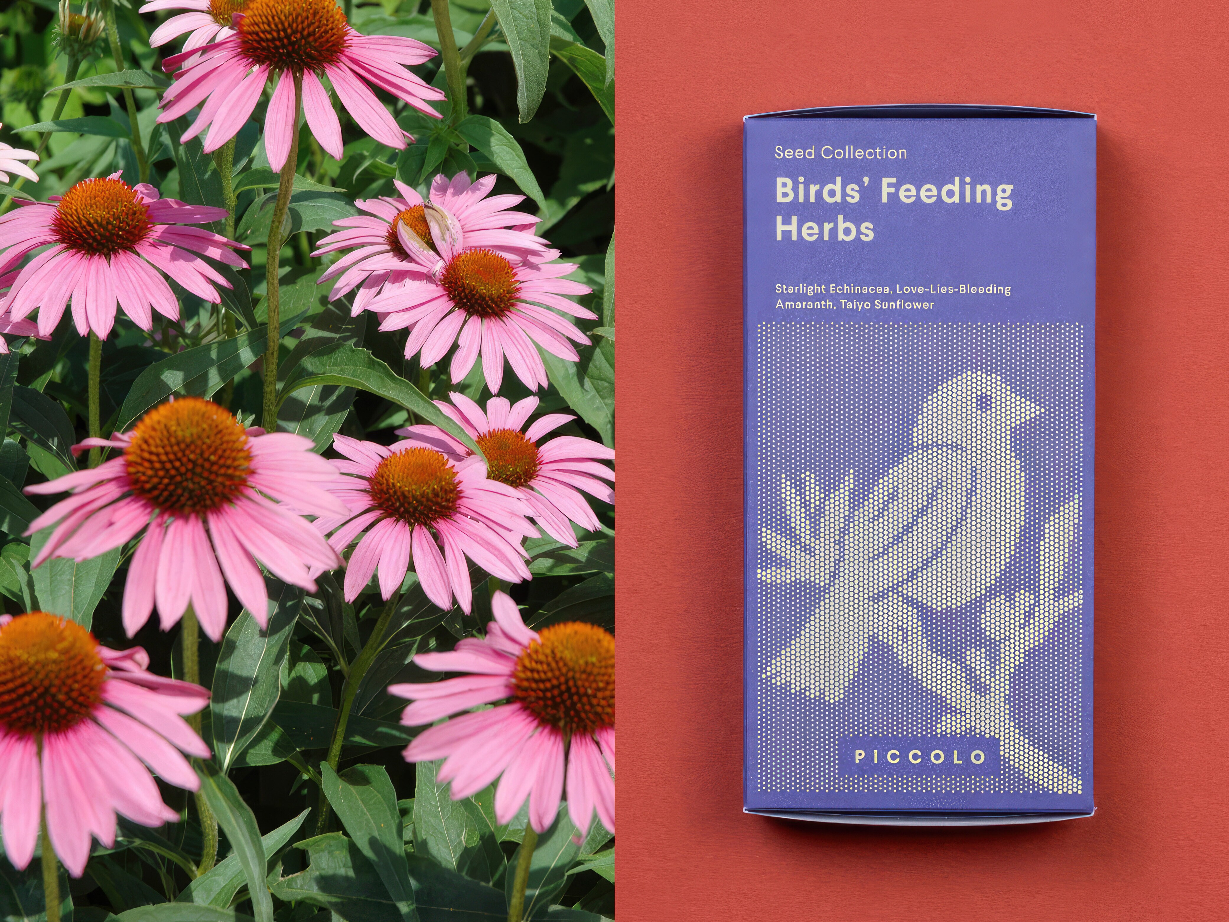 Frøsamling - Fodre fuglene