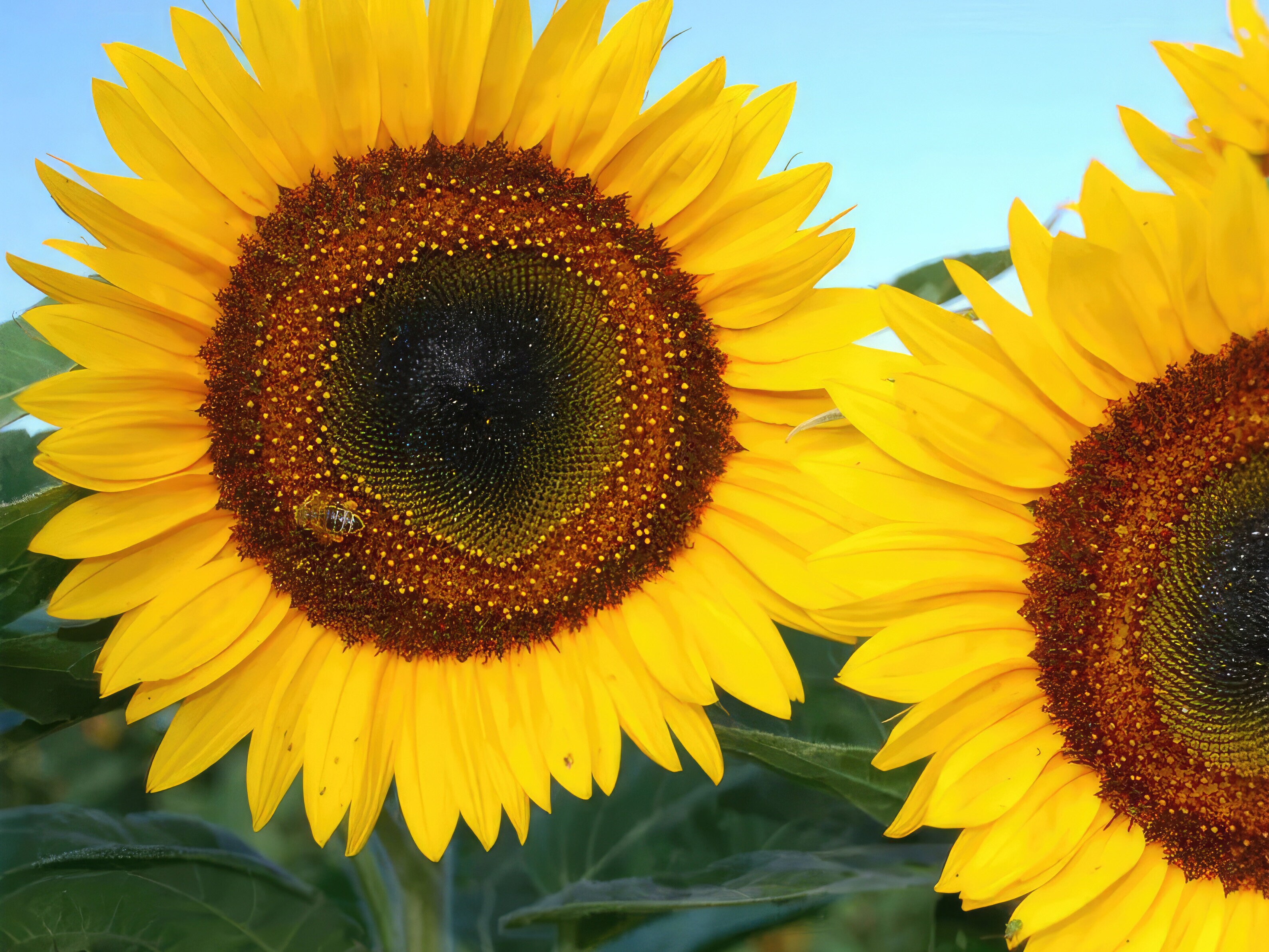 Frøsamling - Fodre fuglene