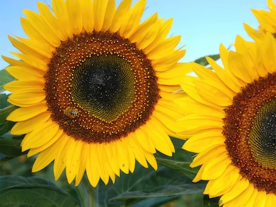 Frösamling - Mata Fåglarna