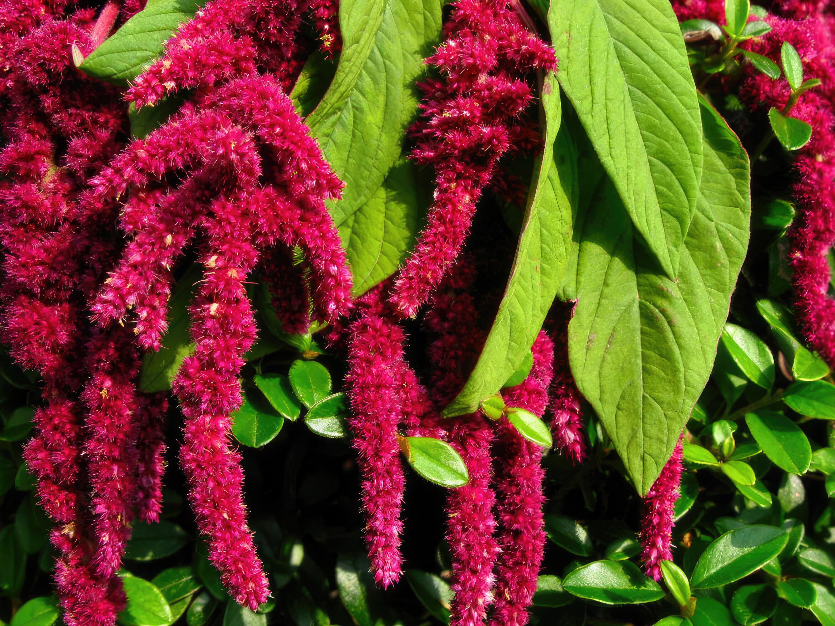 Frøsamling - Fodre fuglene