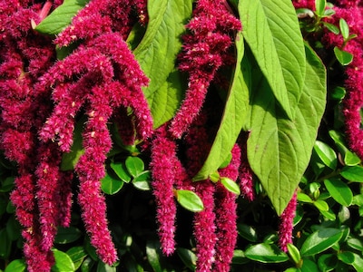 Frösamling - Mata Fåglarna