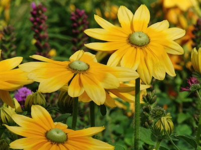 Frøsamling - Sommerfugleblomster