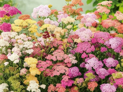 Frøsamling - Sommerfugleblomster