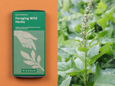 Frösamling - Vilda Örter