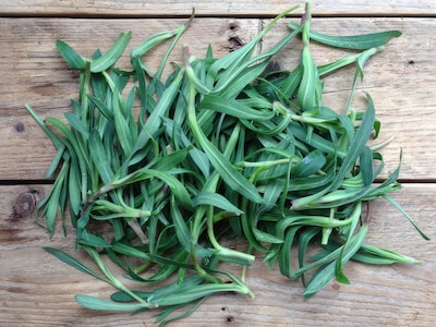 Frösamling - Vilda Örter