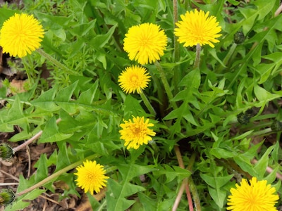 Frösamling - Vilda Örter