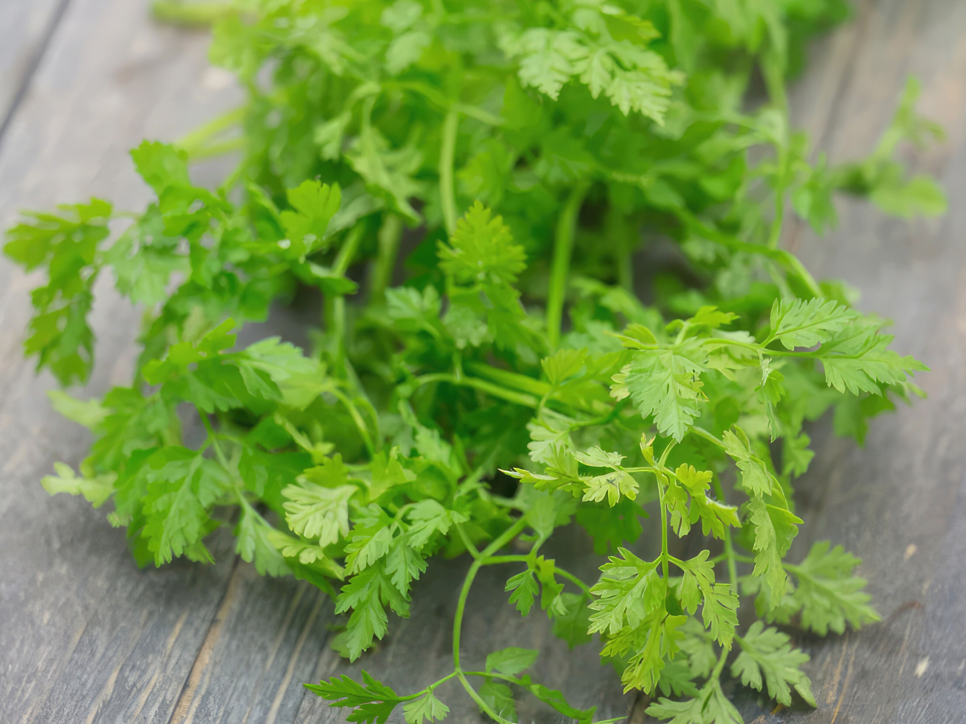 Saatgutsammlung - Kräuter für die Küche