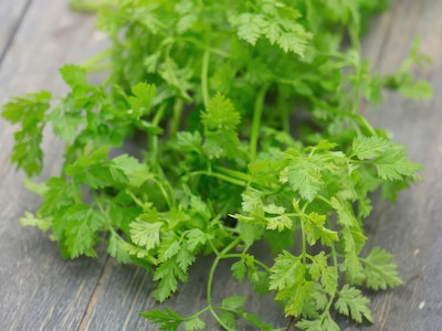 Siemenkokoelma - Yrttejä Keittiöön