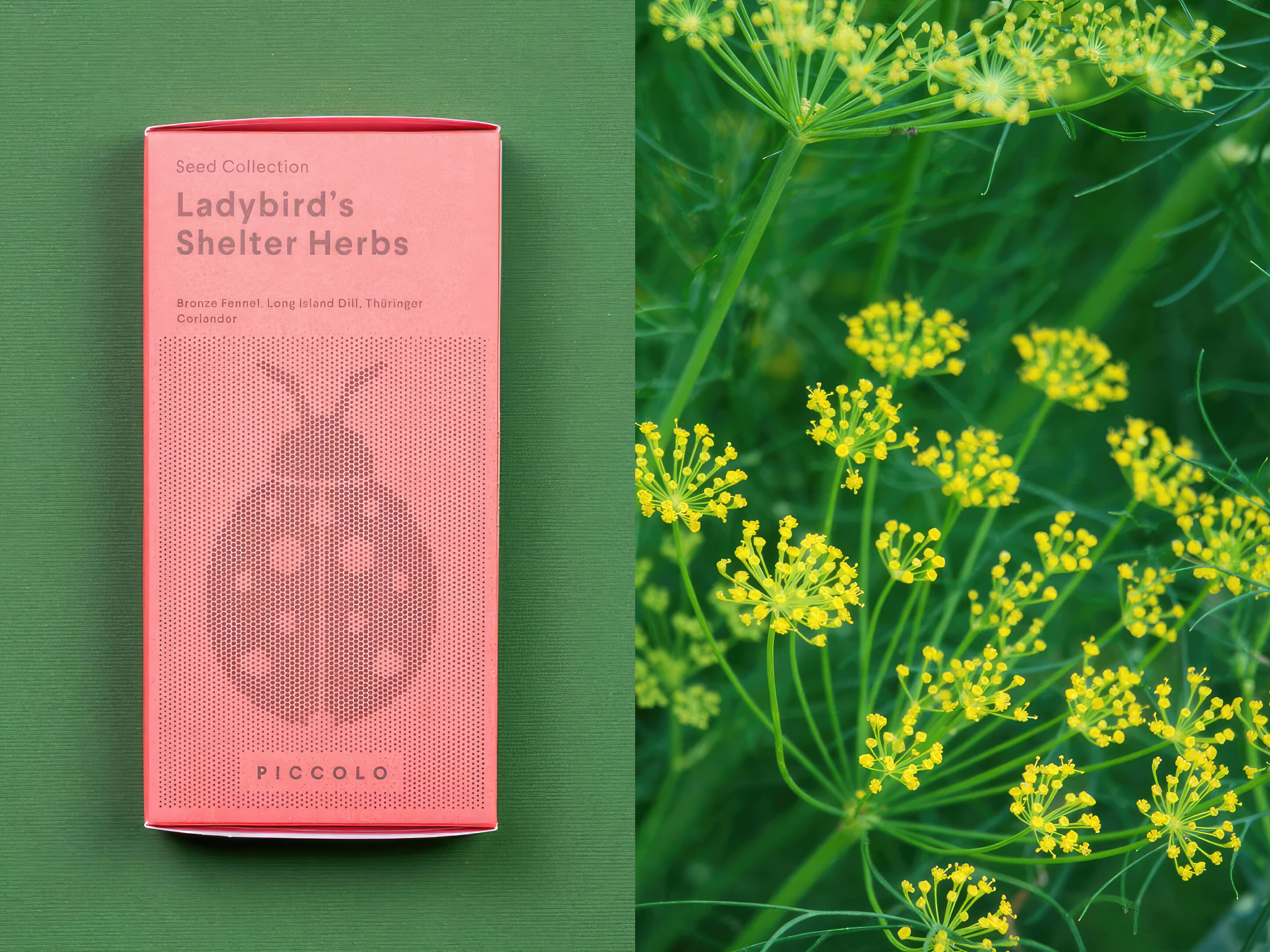 Siemenkokoelma - Leppäkertuille