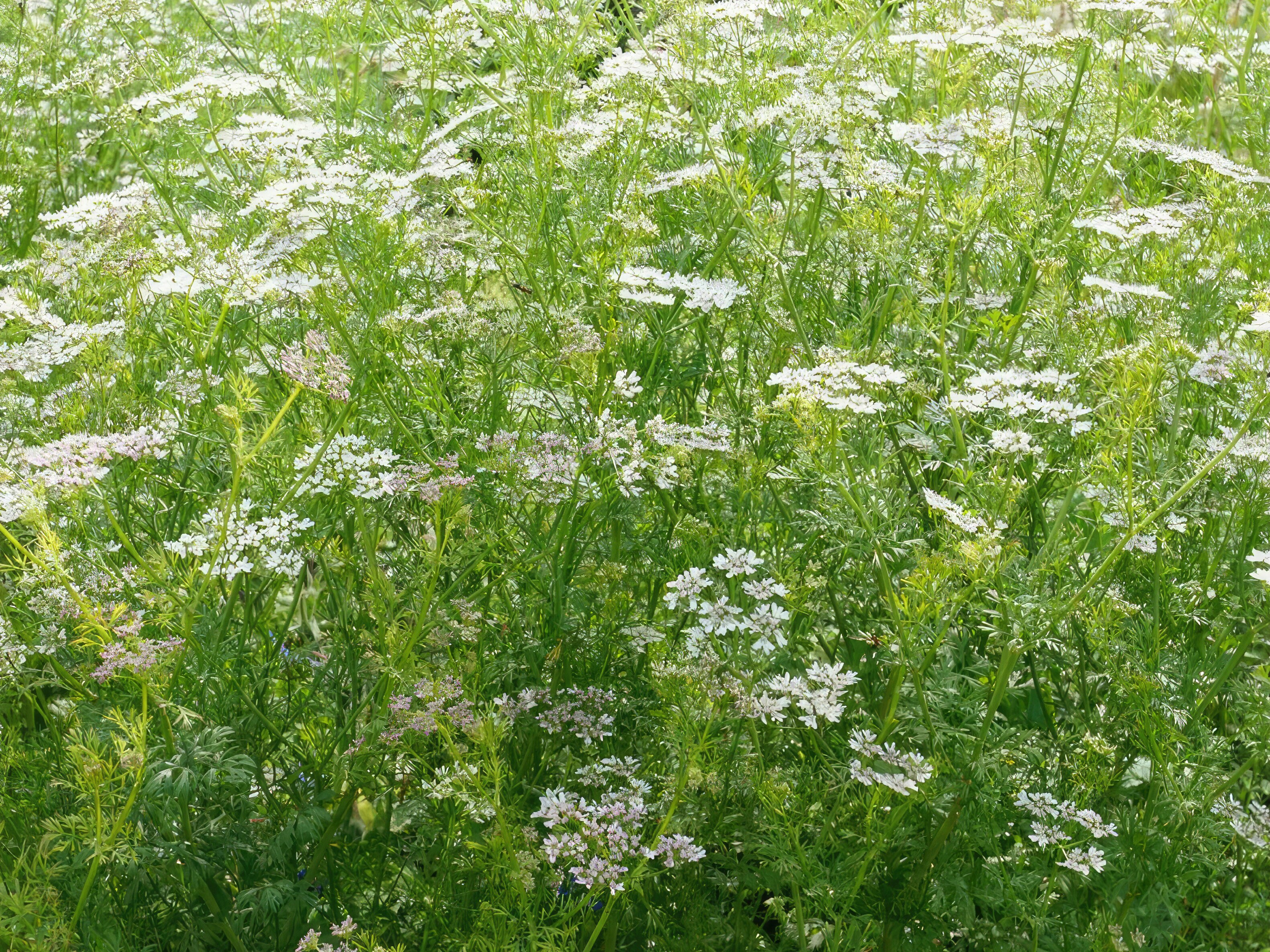 Siemenkokoelma - Leppäkertuille