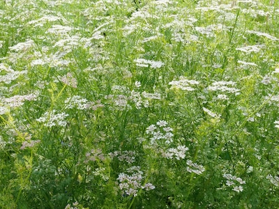 Saatgutsammlung - Für die Marienkäfer