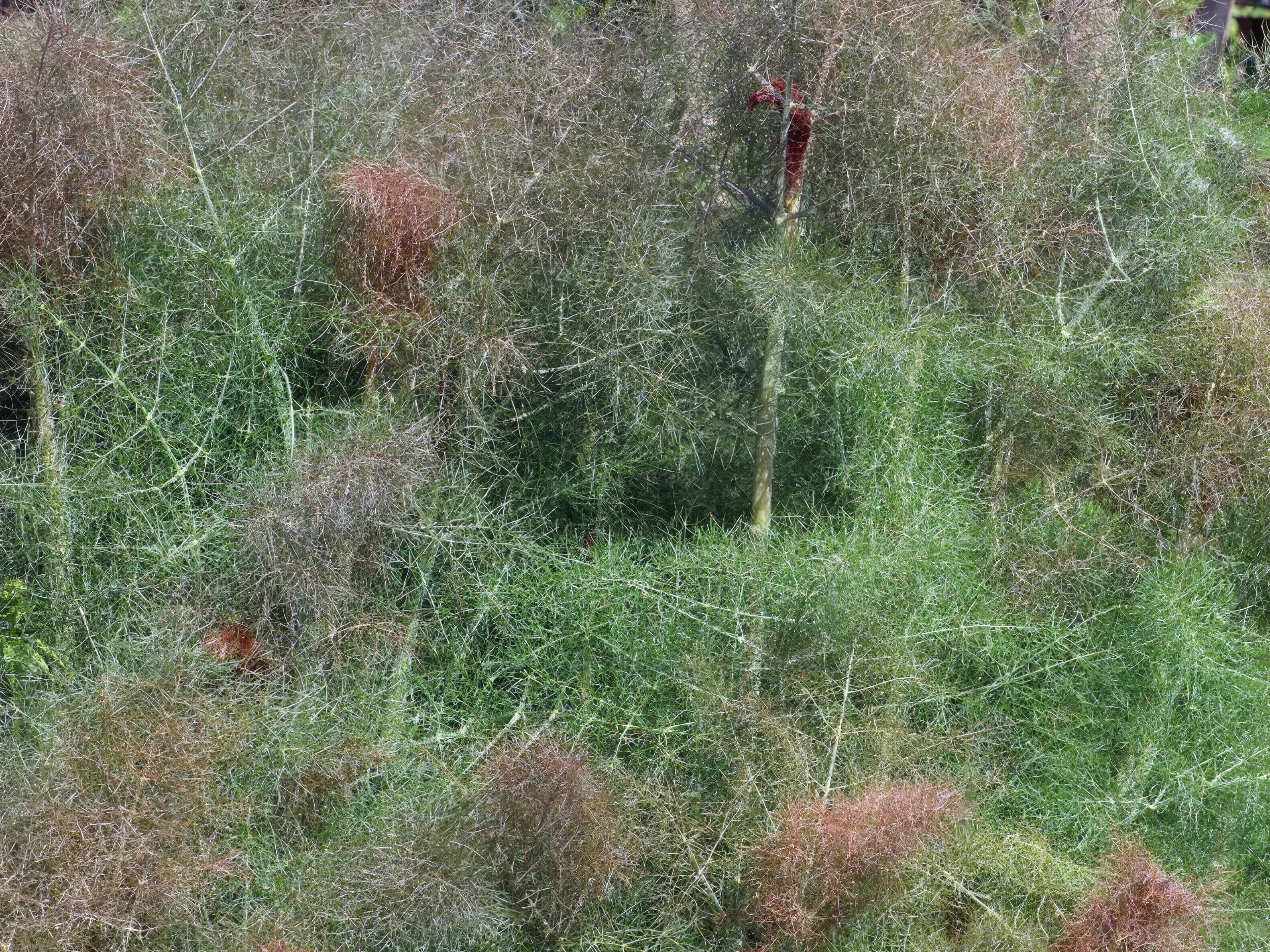 Siemenkokoelma - Leppäkertuille