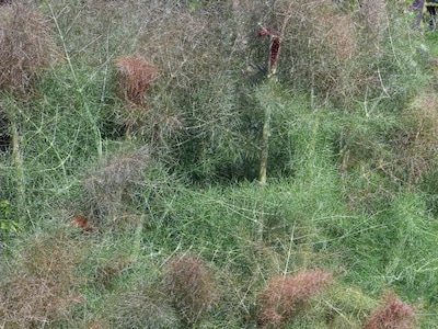 Saatgutsammlung - Für die Marienkäfer