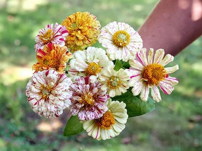 Saatgutsammlung - Wiesenblumen