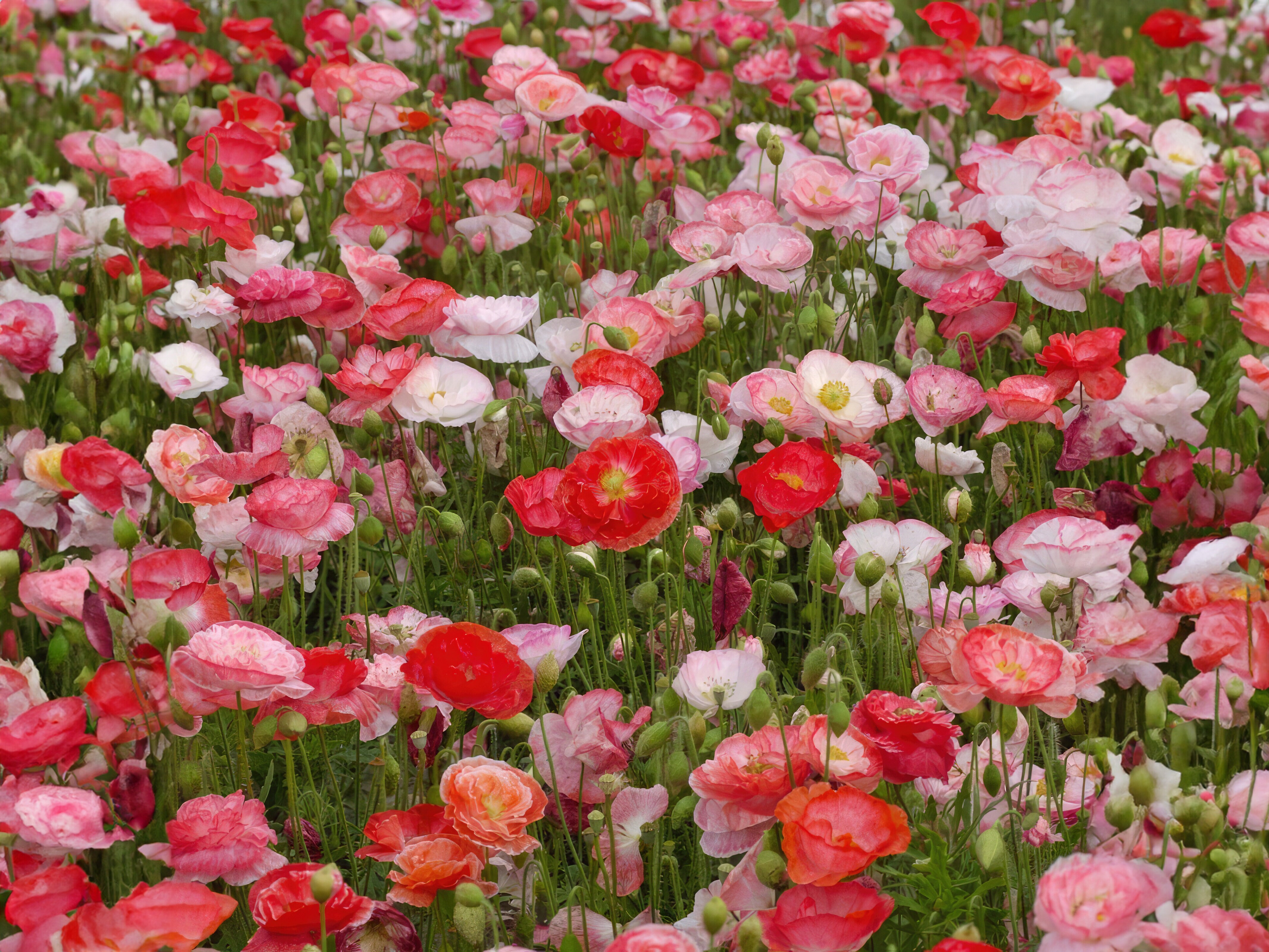 Siemenkokoelma - Niittykukat