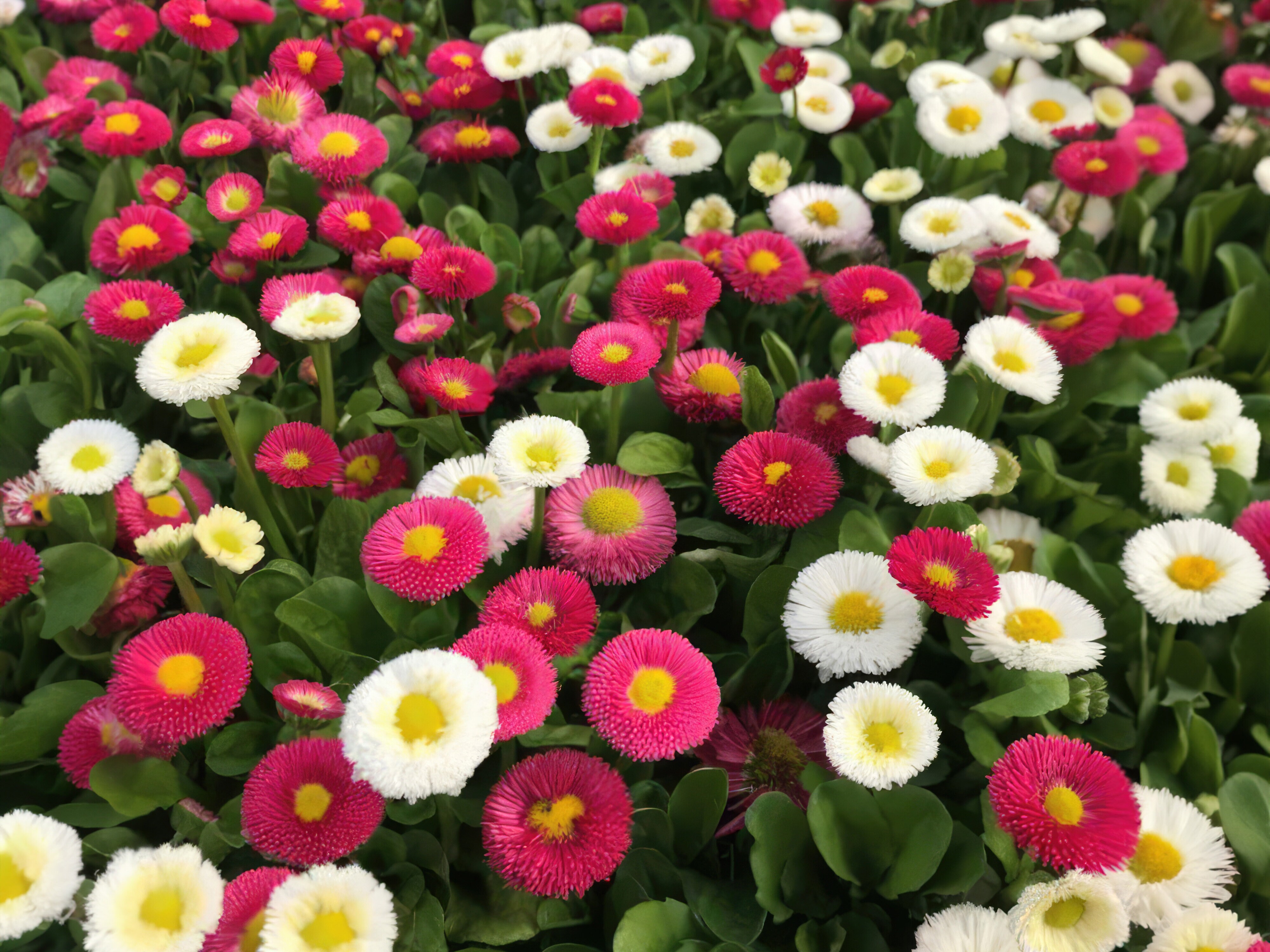 Frøsamling - Kærlighedsblomster