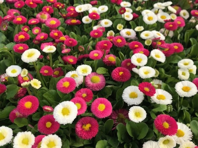 Frøsamling - Kærlighedsblomster