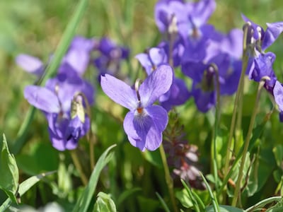 Frøsamling - Kærlighedsblomster