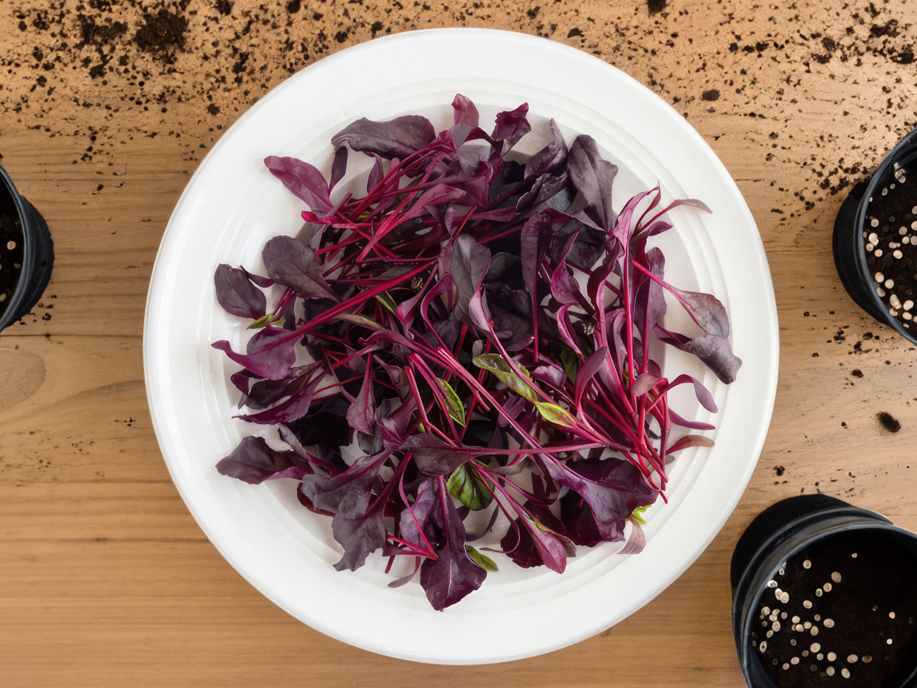 Saatgutsammlung - Besondere Blätter