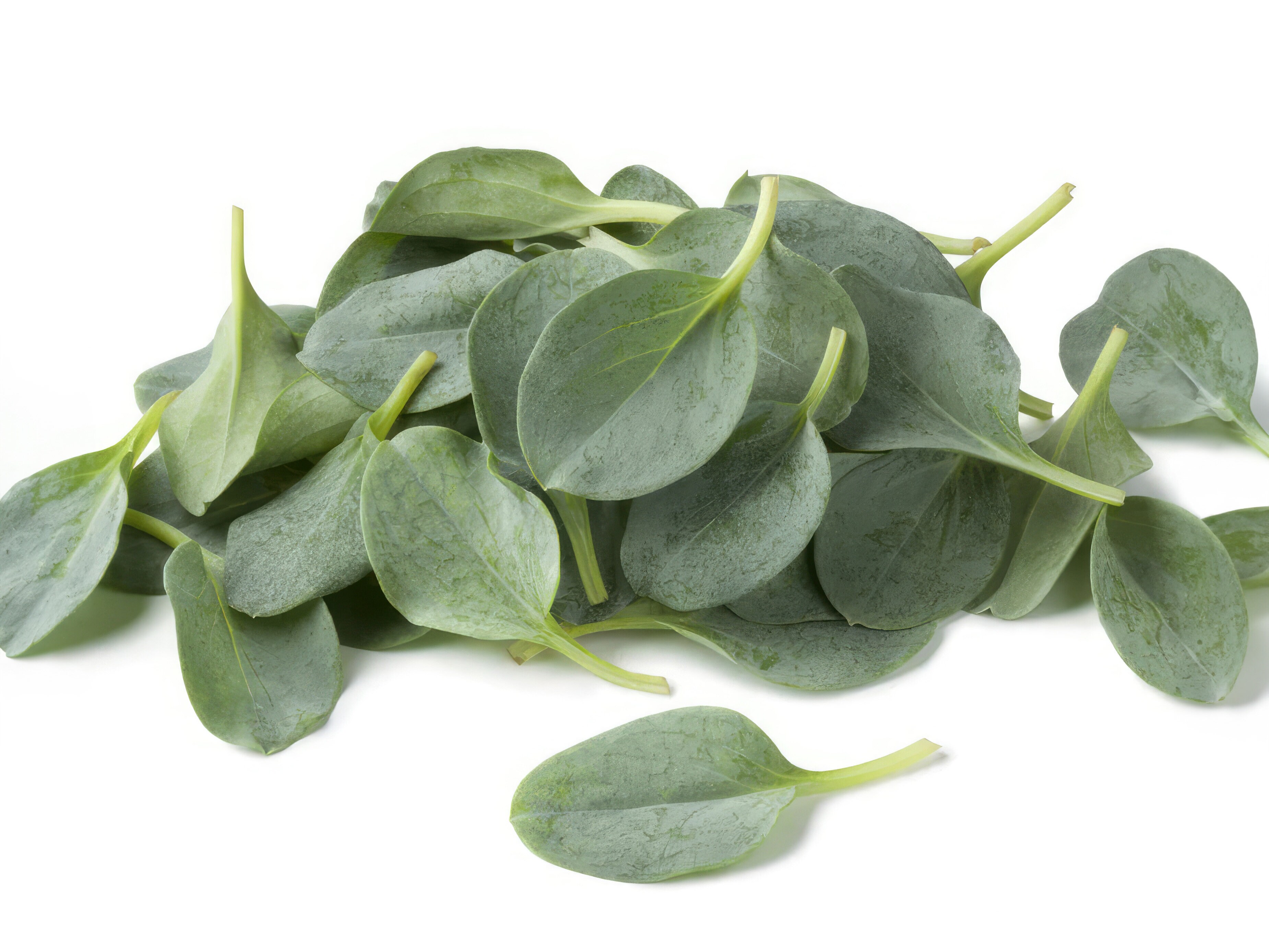 Saatgutsammlung - Besondere Blätter