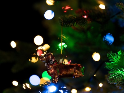 Julgranspynt Tax