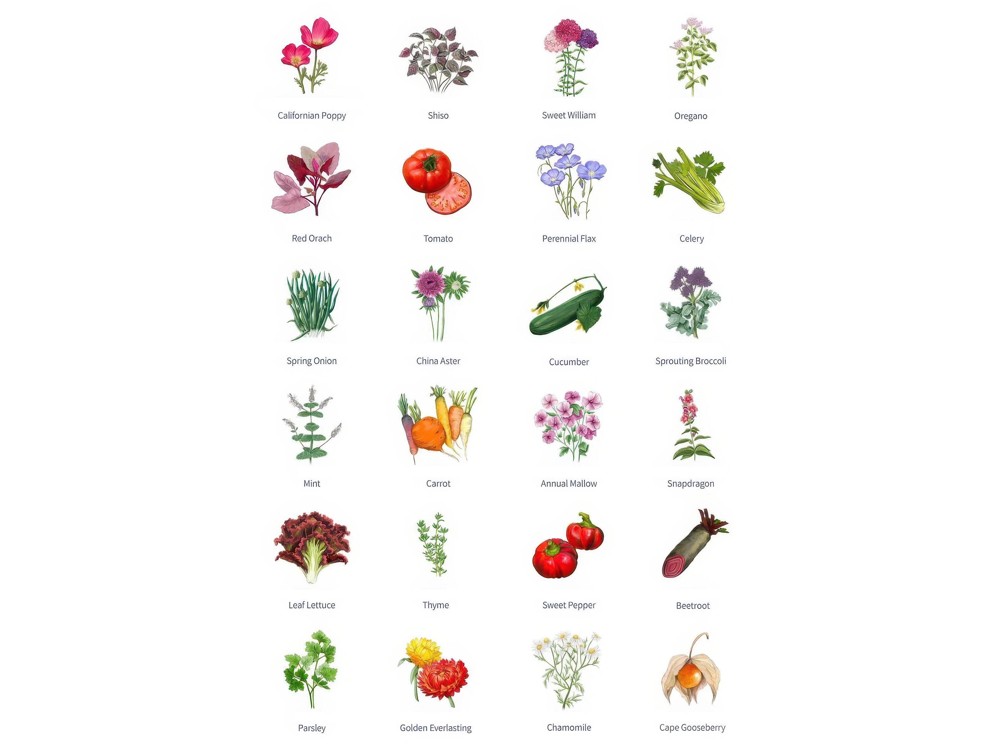 Magic Garden Seeds Adventskalender