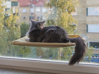 Kattbädd För Fönster