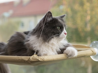 Kattbädd För Fönster